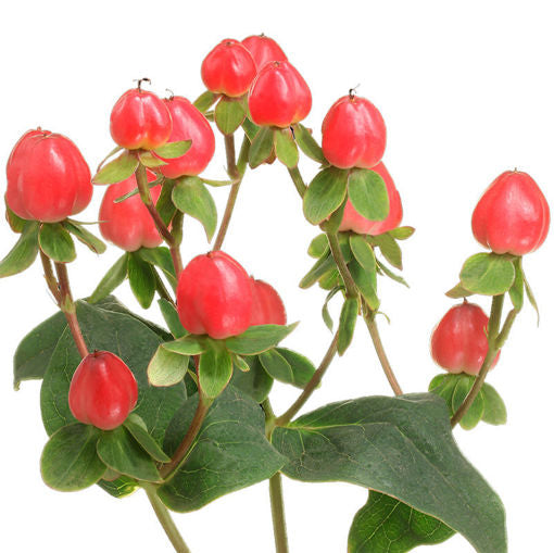 Pink/Watermelon Hypericum Berry
