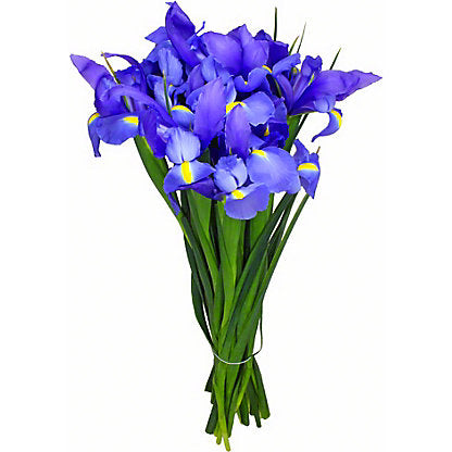 Blue Iris Flower