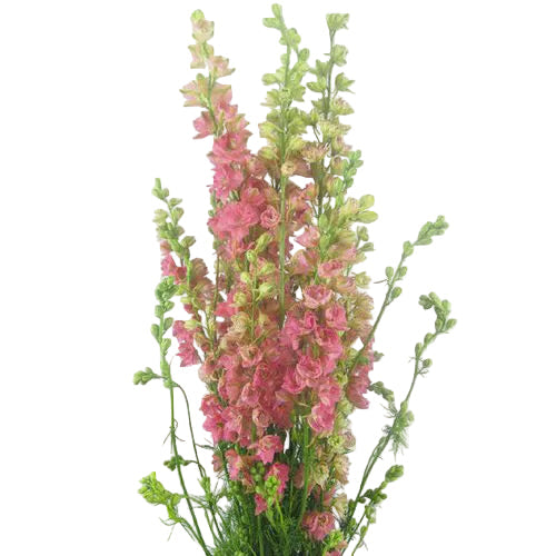 Dark Pink Larkspur Flower