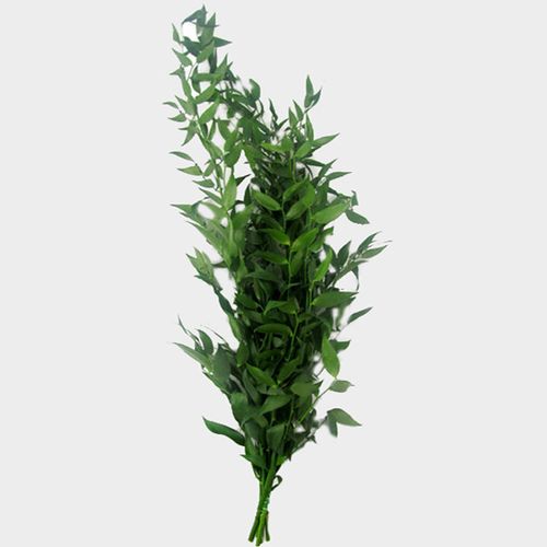 Italian Ruscus Greenery (150g)