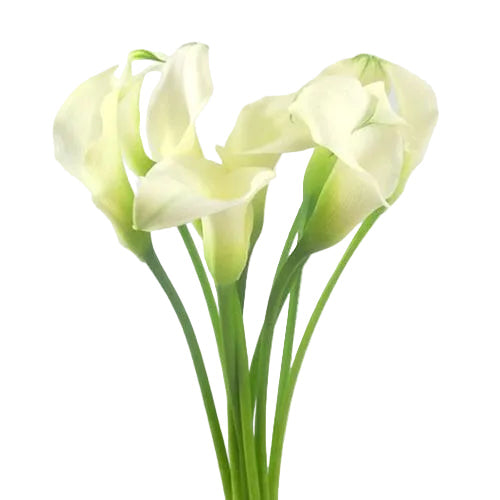 White Mini Calla Flower