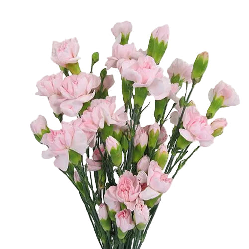 Blush Mini Carnation Flower