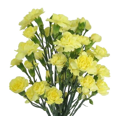 Yellow Mini Carnation Flower