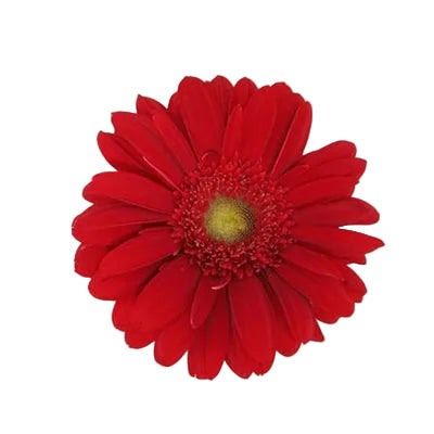 Red Mini Gerbera Daisy Flower