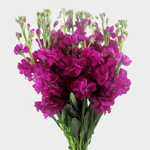 Fuchsia Stock Flower