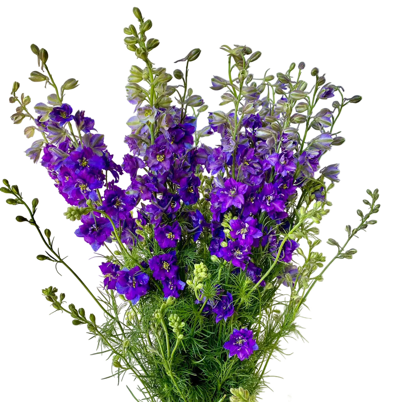 Purple Larkspur Flower
