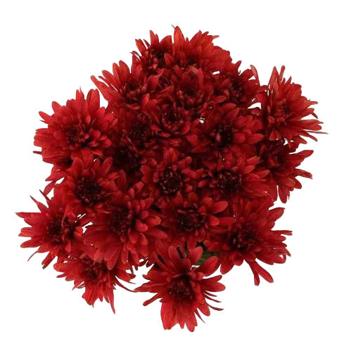 Burgundy Cushion Pomp Mum Flower