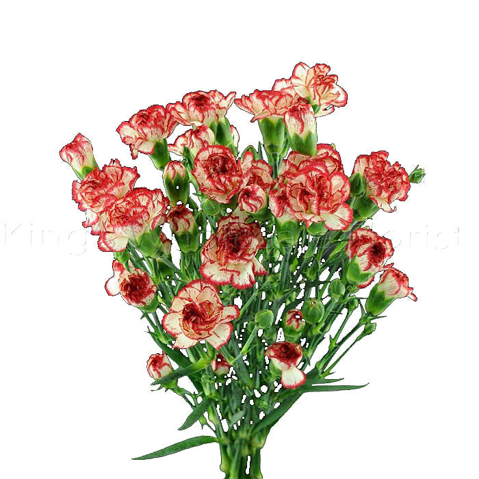 Peppermint Mini Carnation Flower