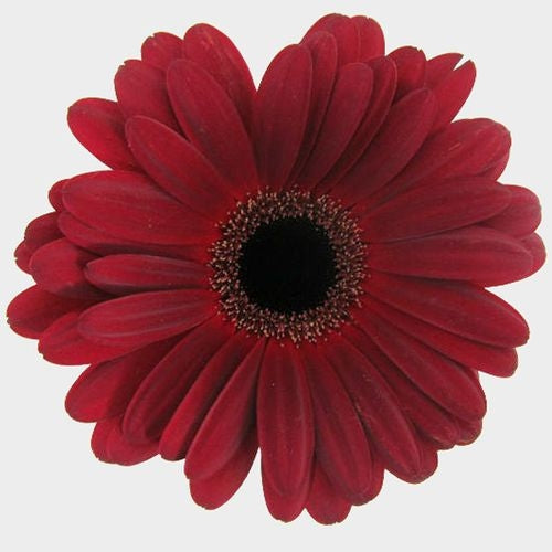 Burgundy Gerbera Daisy Flower