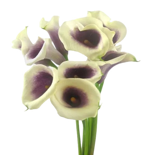 Picasso Mini Calla Flower