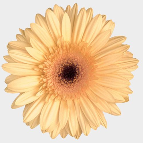 Cream Gerbera Daisy Flower