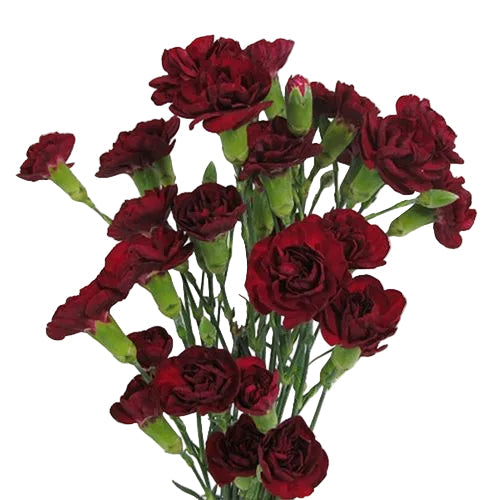 Burgundy Mini Carnation Flower