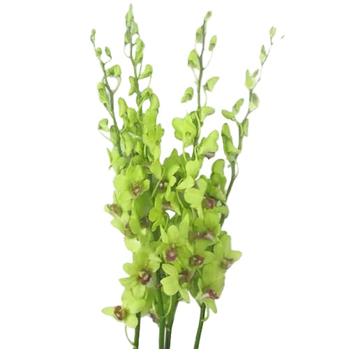 Green Dendrobium Orchid Flower