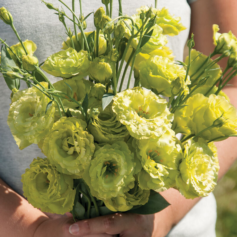 Green Lisianthus Flower