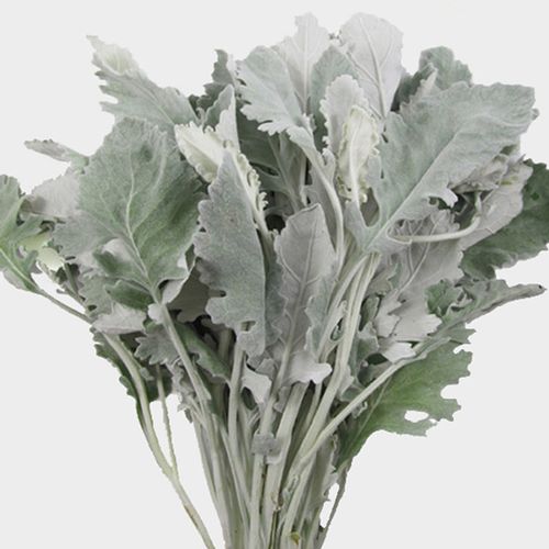 Dusty Miller Greenery