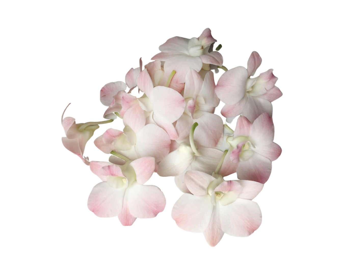 Marco Polo Light Pink Dendrobium Orchid Flower