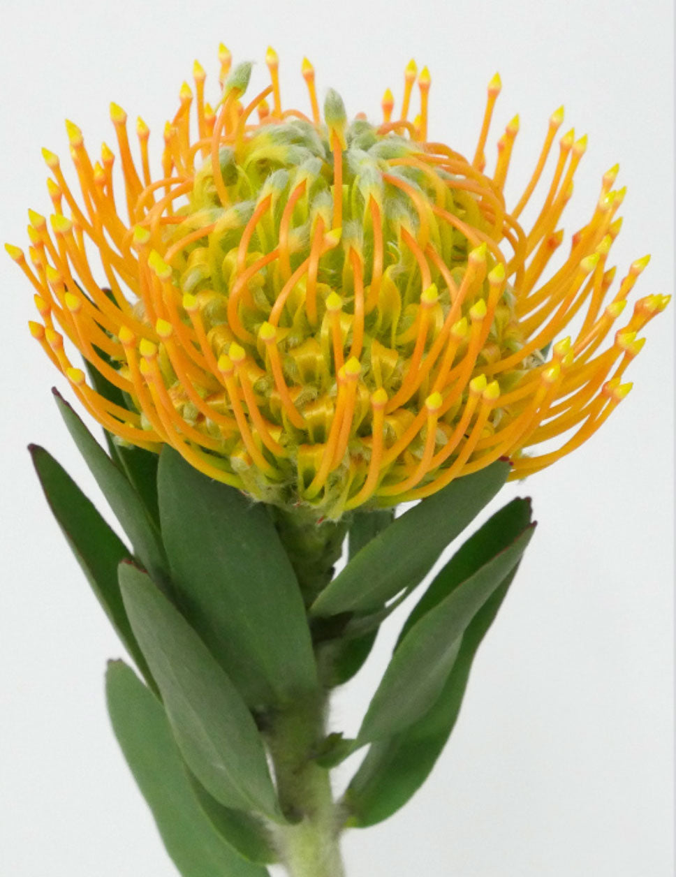 Yellow Pincushion Protea Flower