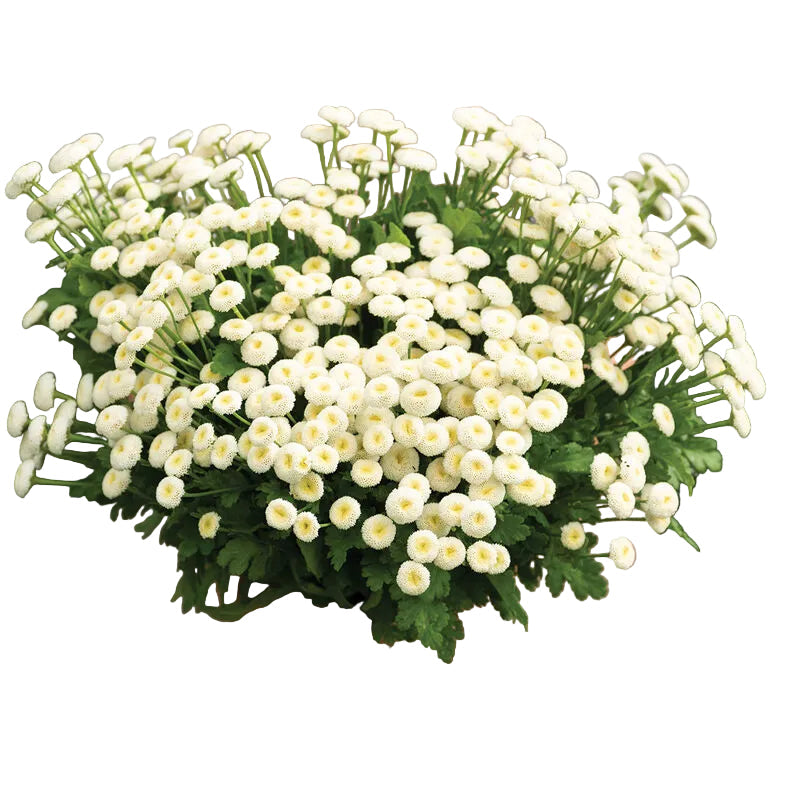White Button Feverfew Flower