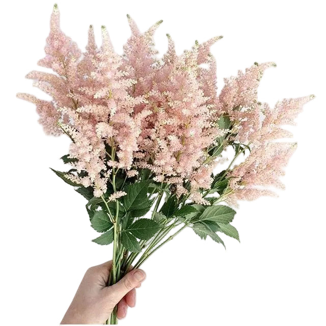 Blush Astilbe Flower