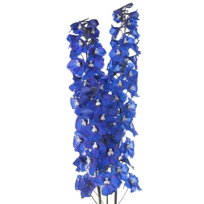 Hybrid Dark Blue Delphinium Flower