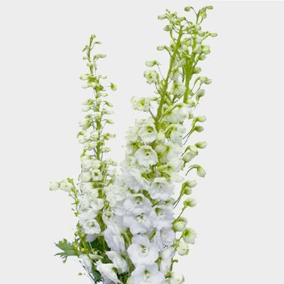 Hybrid White Delphinium Flower