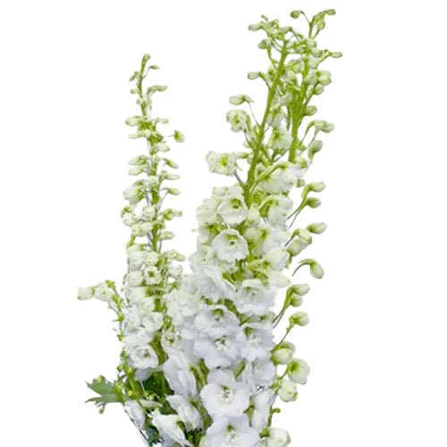 White Delphinium Flower