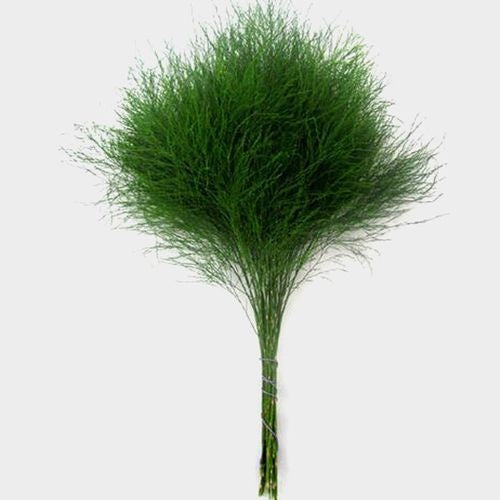 Tree Fern Greenery
