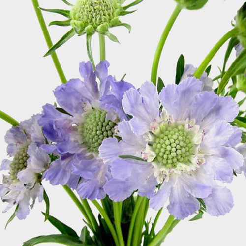 Blue Scabiosa Flower
