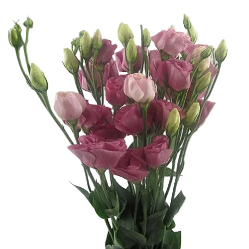 Mauve Lisianthus Flower