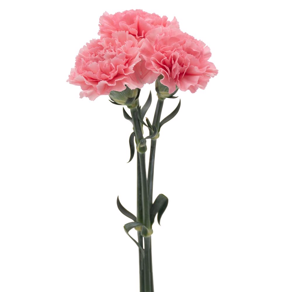 Light Pink Carnation Flower