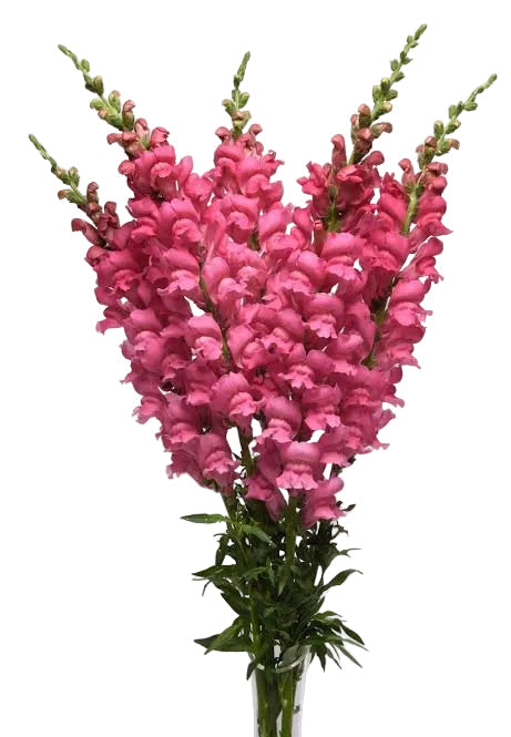 Cherry Rose Snapdragon Flower