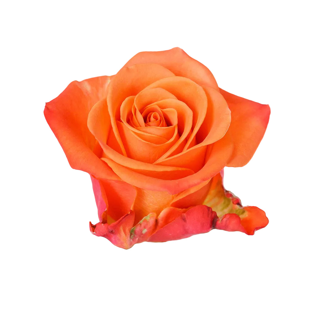 ROSE - ORANGE