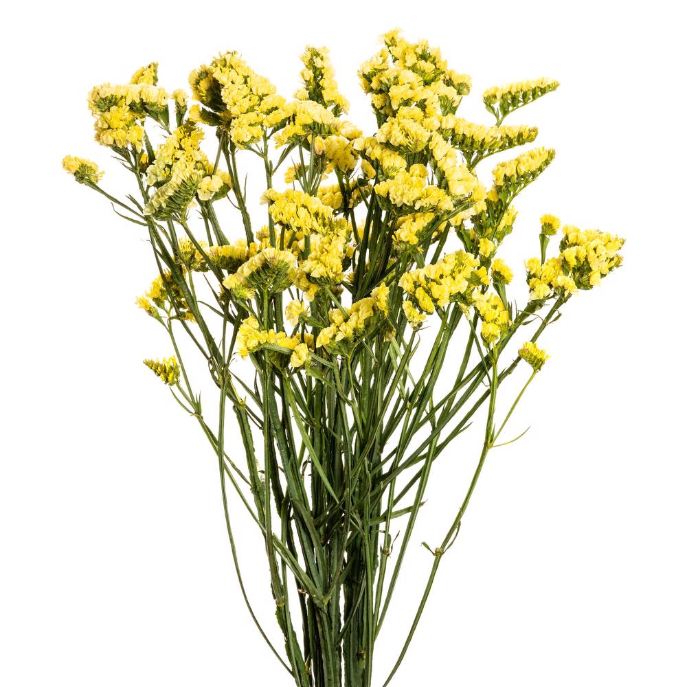 Yellow Statice Filler Flower