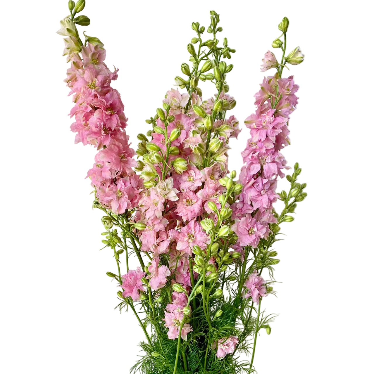 Light Pink Larkspur Flower