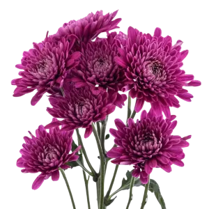 Purple Cushion Pomp Mum Flower