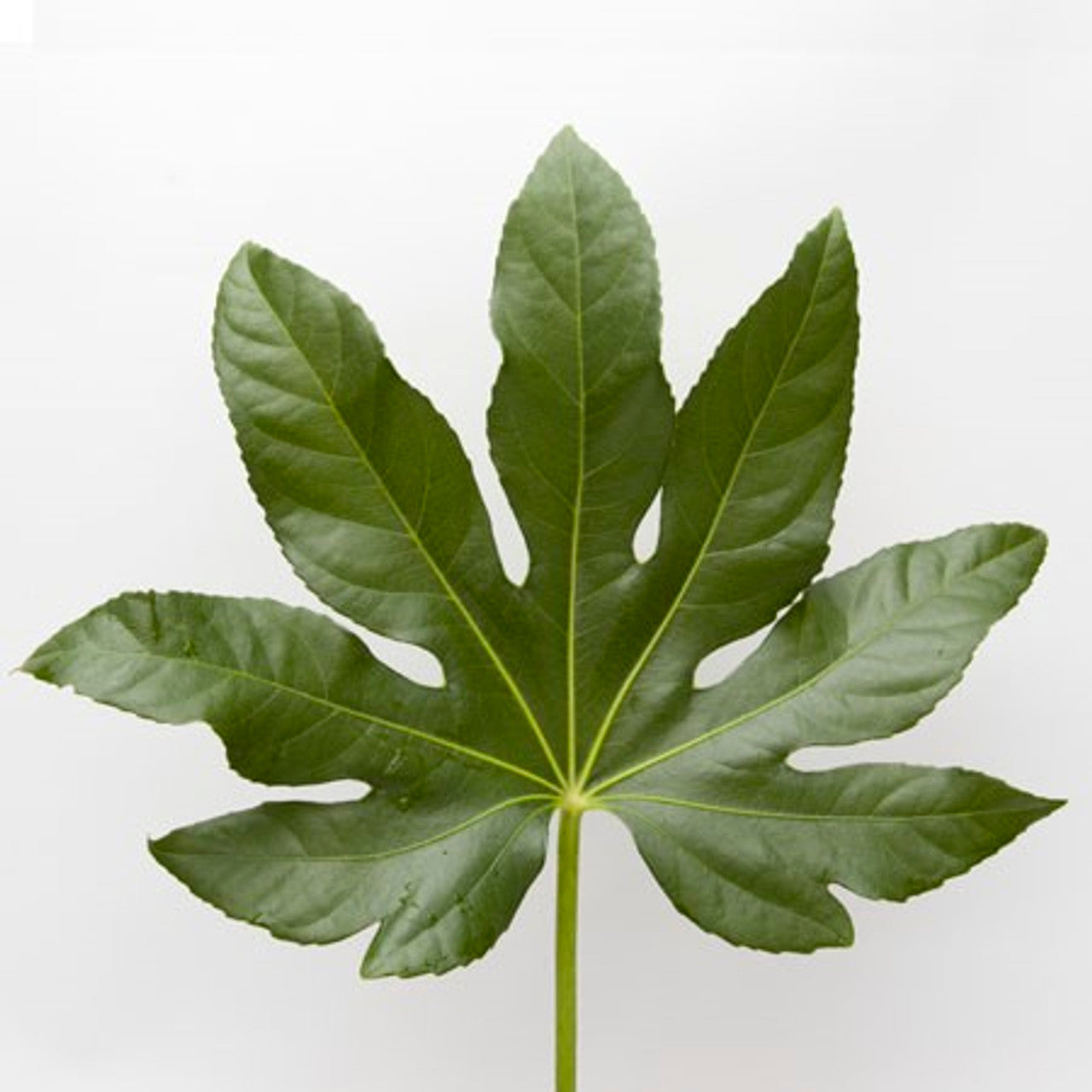 Fatsia Leaf Greenery