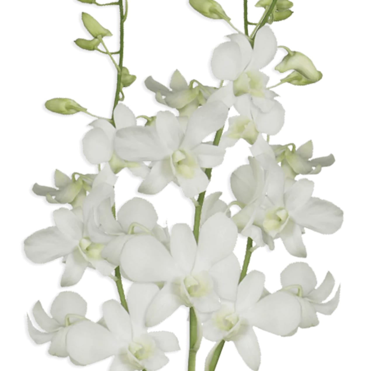 White Dendrobium Orchid Flower