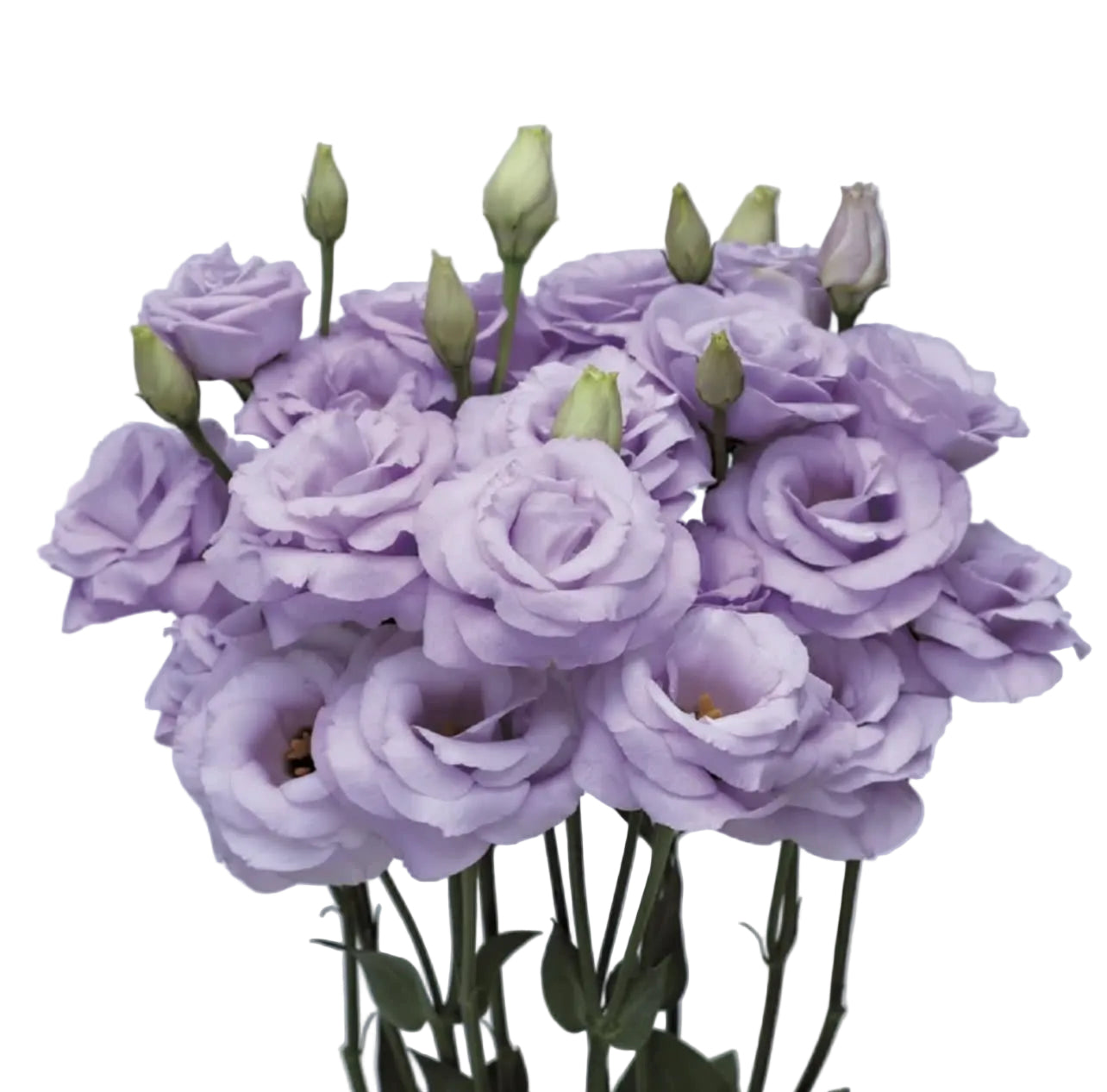 Lavender Lisianthus Flower