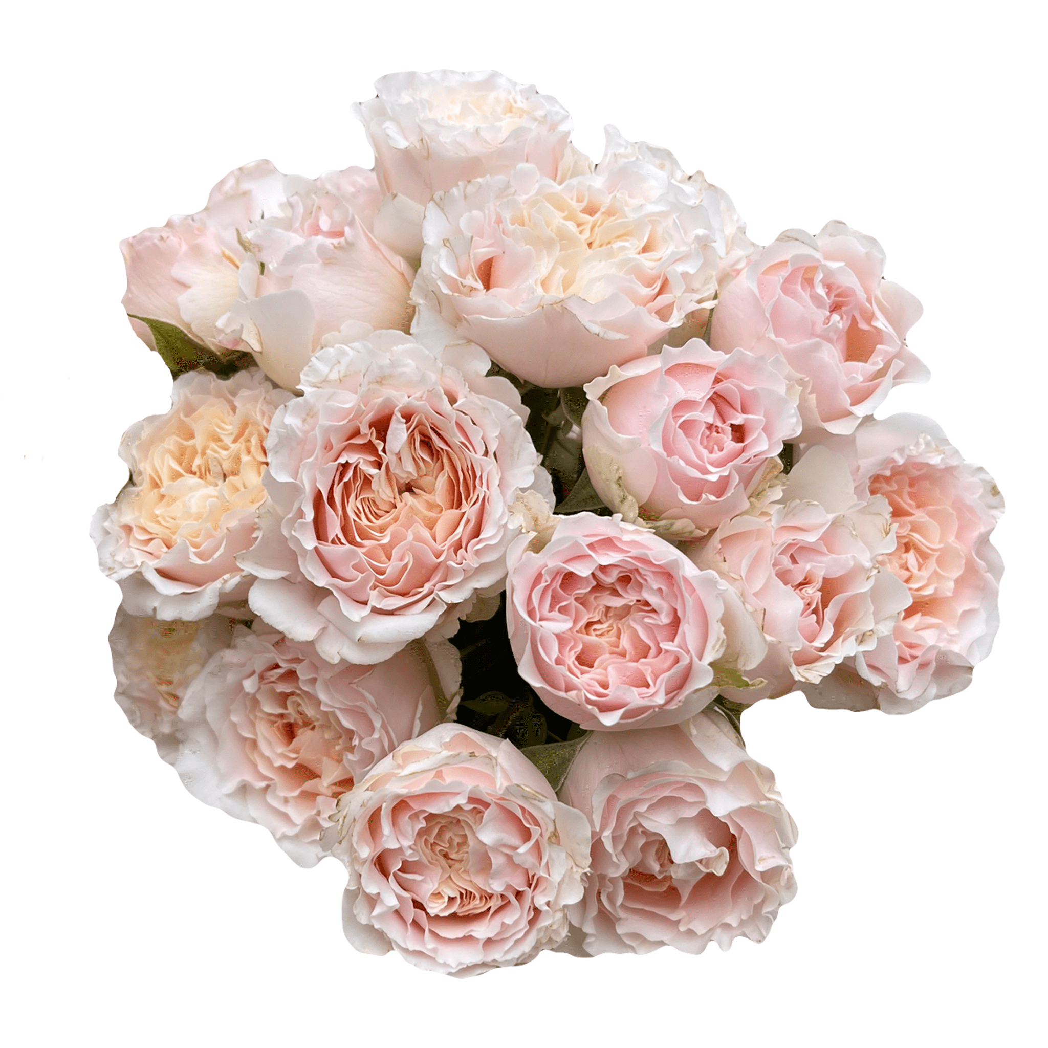 Light Pink Garden Spray Rose