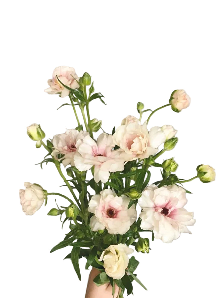 Champagne Butterfly Ranunculus Flower