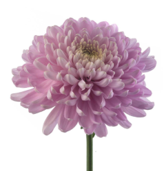 Lavender Cremon Mum Flower