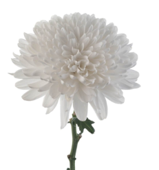 White Cremon Mum Flower