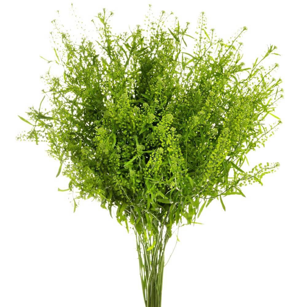 Lepidium Flower