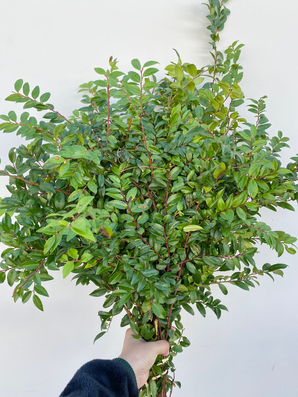 Huckleberry Greenery