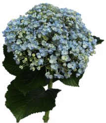 Popcorn Blue Hydrangea Flower