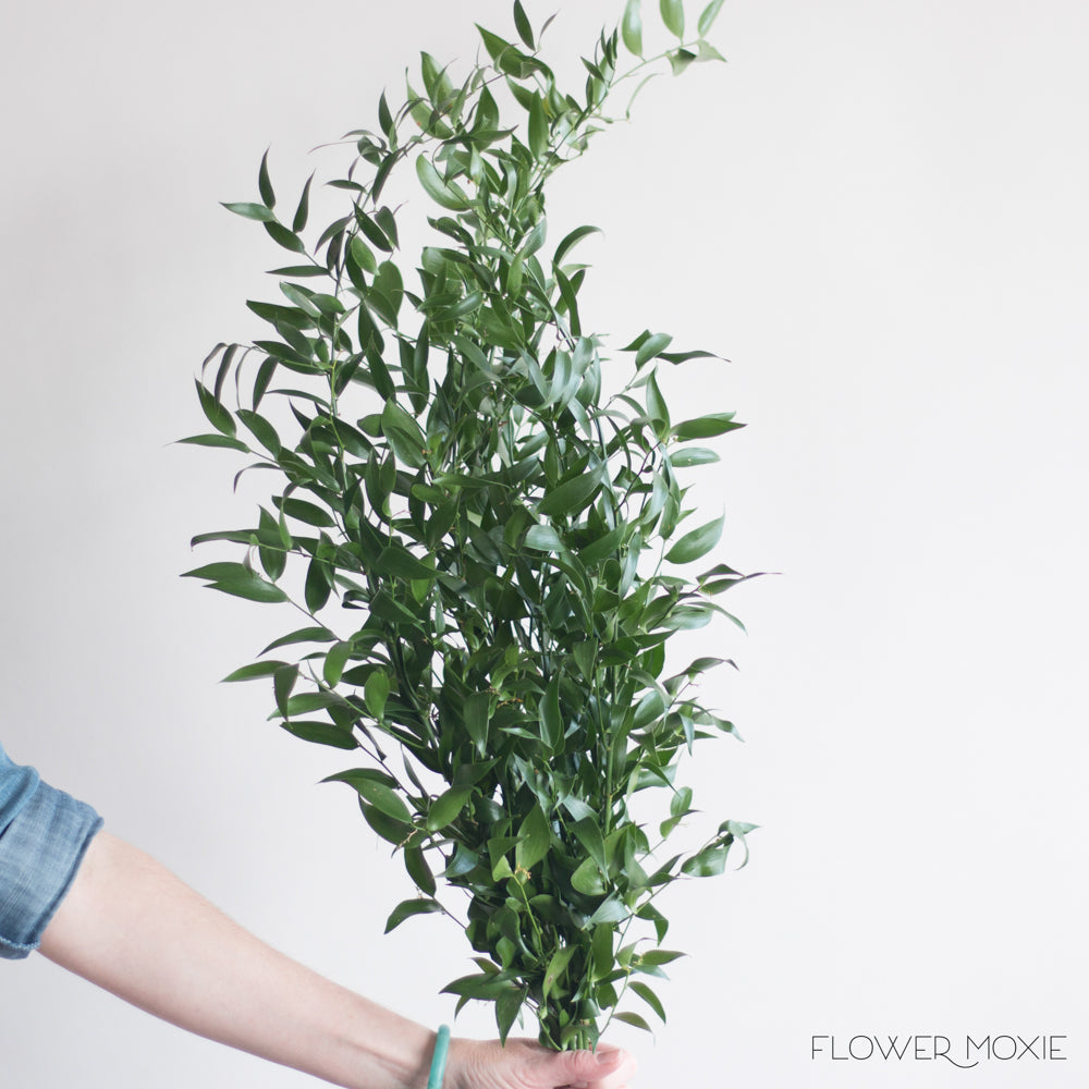 Italian Ruscus Greenery (200g)