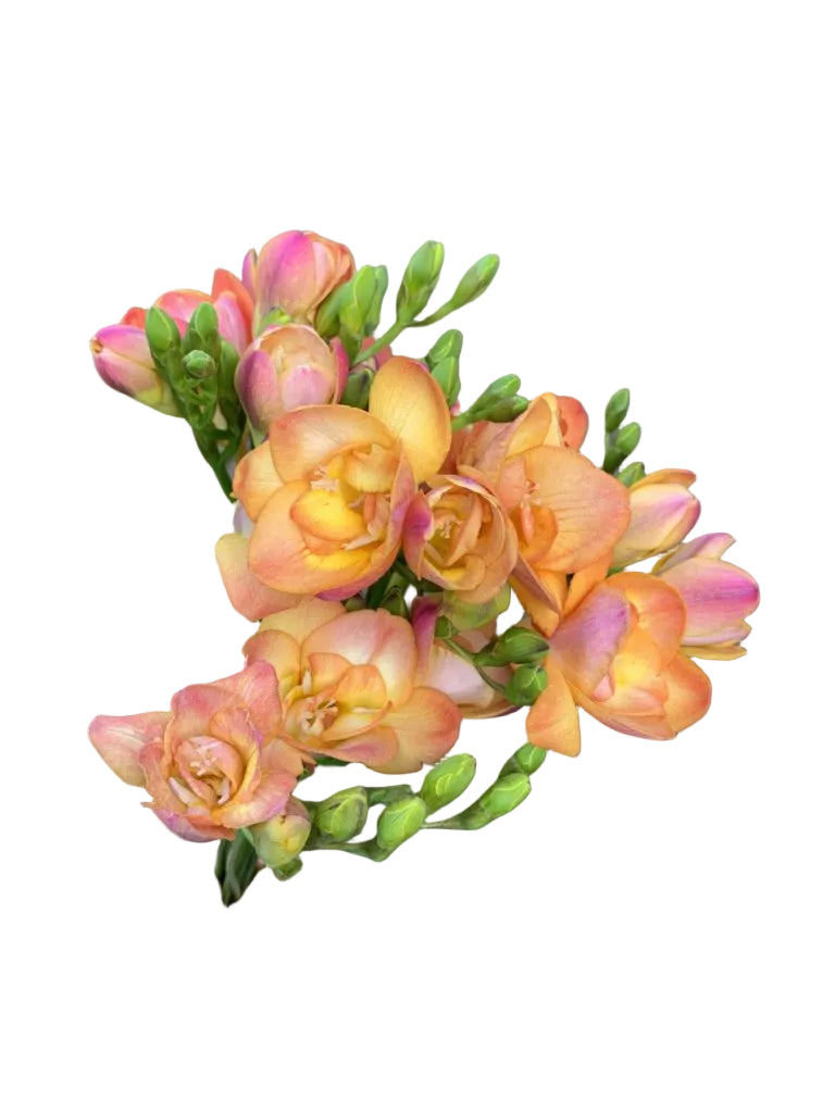 Peach Freesia Flower