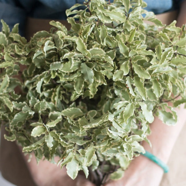 Italian Variegated Pittosporum Greenery