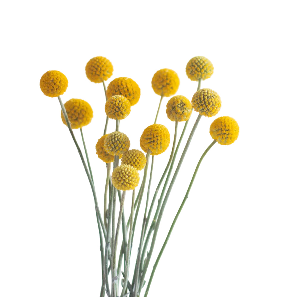Yellow Billy Ball Craspedia Flower