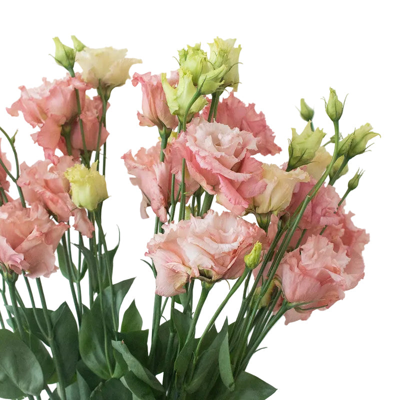 Blush Lisianthus Flower